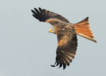 Red Kite