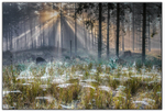 Daybreak in spider woods