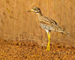 Spotted Thick Knee