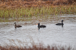 Common Scoters and Surf Scoter