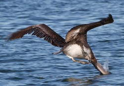  Pelicans _0032