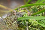 Marsh Frog