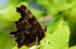 Comma