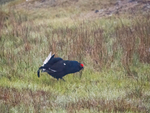 Black Grouse