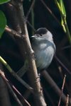 Blackcap (male) perched on a branch in a bush