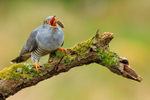 Cuckoo portfolio