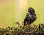 Starling