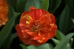 Orange Flower