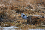 Snow Bunting