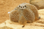 Meerkats sleeping (Colchester Zoo)