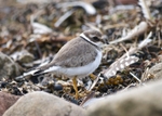 Ringed Plover at Cockerham Sands, DSC_5619