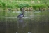 Glossy Ibis