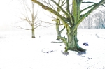 The 3 Trees Winter 1