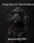 equiscot1790