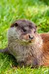 european otter lutra lutra-8284