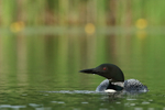 Common Loon on calm water, Minnesota, USA