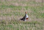 Grey Partridge