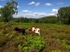 Cattle (01)