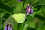 Brimstone