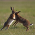 Hares boxing