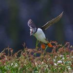 Puffin about to land with some fish