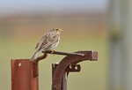 Corn Bunting
