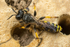 Crabro cribrarius (m)