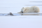 Polar Bear asleep on ice, Churchill, Canada