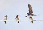 Swallows  county Louth