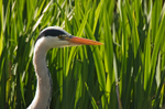 Grey Heron