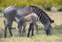 Grevys Zebra & foal