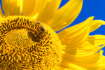 Sunflower Bee 18