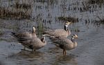 Bar-headed Goose