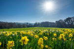 z3605 Springtime Daffs, Shanklin Big Mead