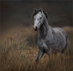 Print - Gold - Jan Sullivan - The Grey on the Moors
