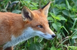 Red Fox
