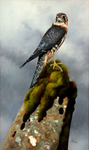 THE HIGH SEAT.. MERLIN