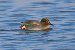 Teal (male)