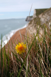 Dorset Flower   _DO033