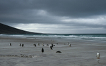 Saunders Island beach