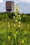Maltby Common