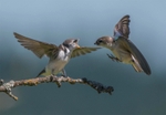 Violet-green Swallow juvenile being fed