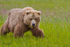 Cuddly Bear