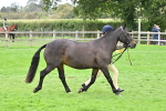 S50 - Show Pony & Show Hunter Pony In Hand portfolio