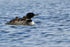 Common Loon with chicks resting on back, Minnesota, USA
