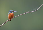 Kingfisher - Alcedo atthis