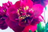 Red Peony - DSC_4649