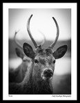 Deer Tatton Park 1