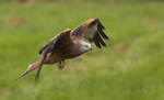 Red Kite