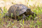 Spur Thighed Tortoise.